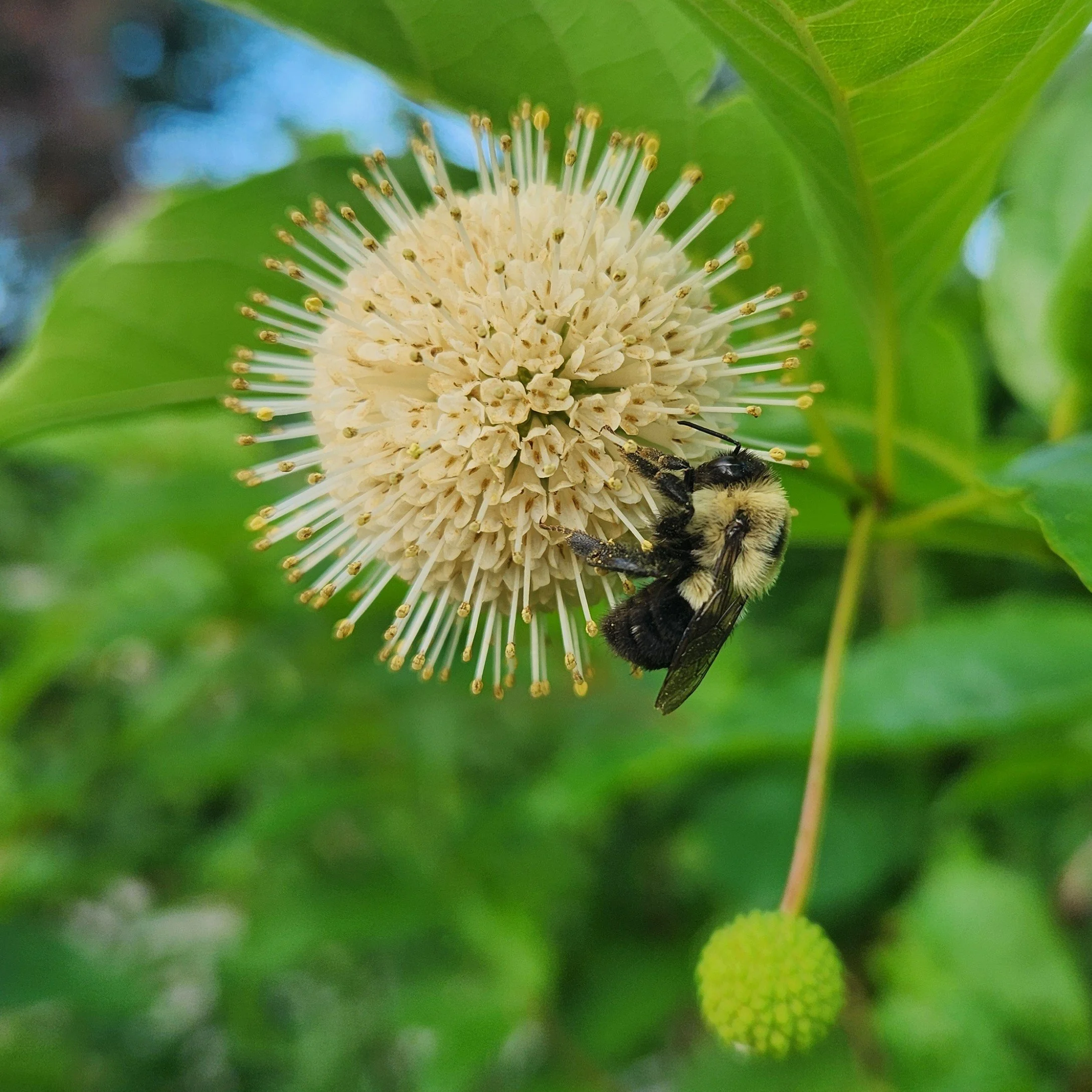 Cephalanthus occidentalis, Button Bush — Detroit Abloom